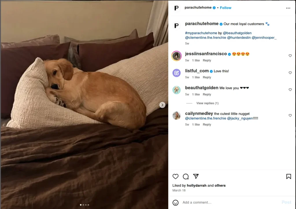 instagram post from parachutehome featuring a golden retriever puppy sleeping comfortably on a beige couch, caption reads "our most loyal customers," perfect example of cute instagram captions that brands use to showcase products through lifestyle content