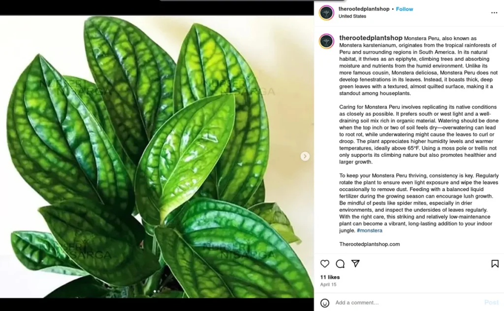 detailed plant care instagram post from therootedplantshop featuring close-up of monstera peru with textured green leaves, caption provides comprehensive care instructions, showing how educational captions for instagram can provide value while marketing products